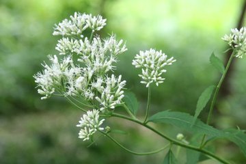 ヒヨドリが花を食べないようにする対策について ヒヨドリの世界