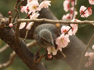ヒヨドリが花を食べないようにする対策について ヒヨドリの世界