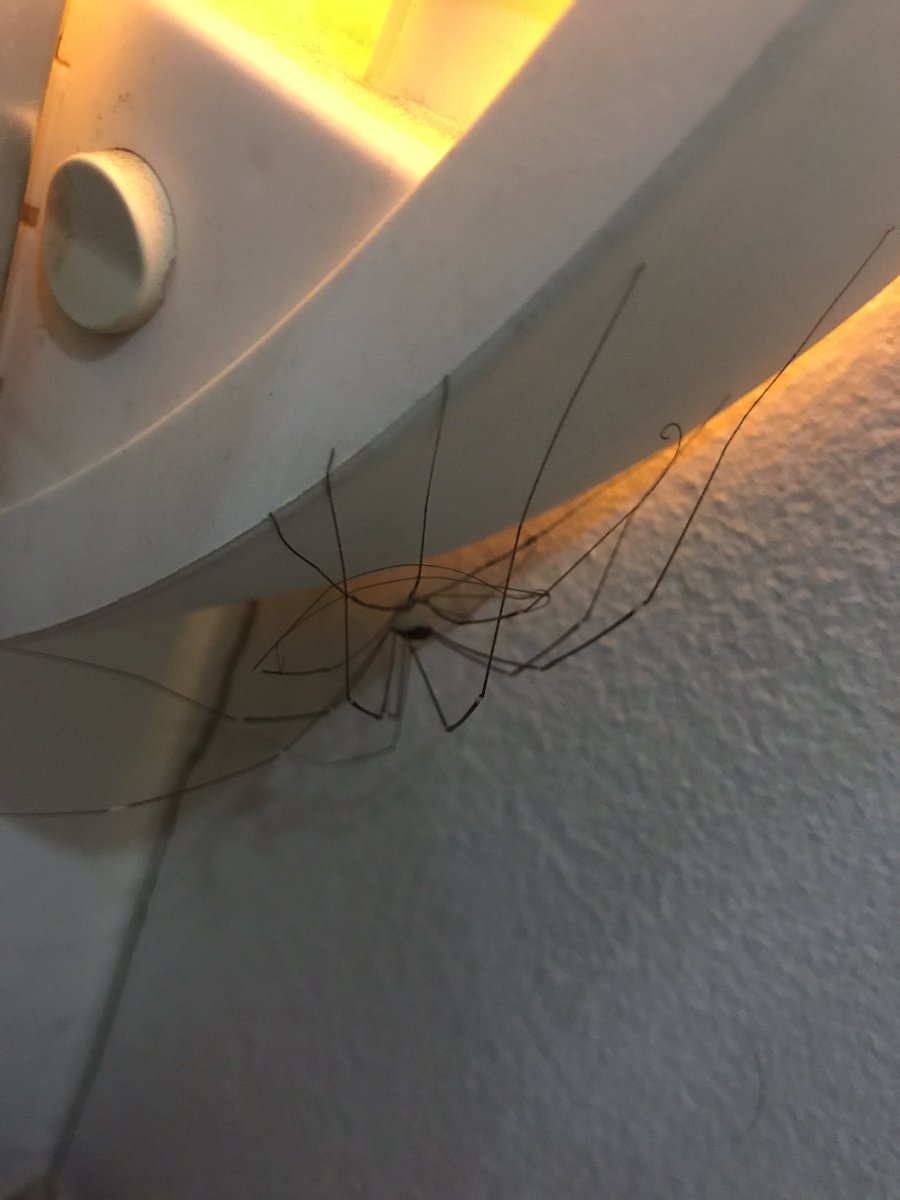 heminui's tweet photo. It was a daddy long legs eating another daddy long legs #eeew https://t.co/BWFAwIbIo8