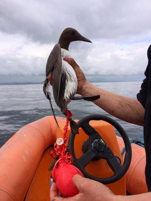 Mans impact on nature is immense with seabirds at the forefront.This is a Guillemot I saved from a certain balloon death #worldseabirdday