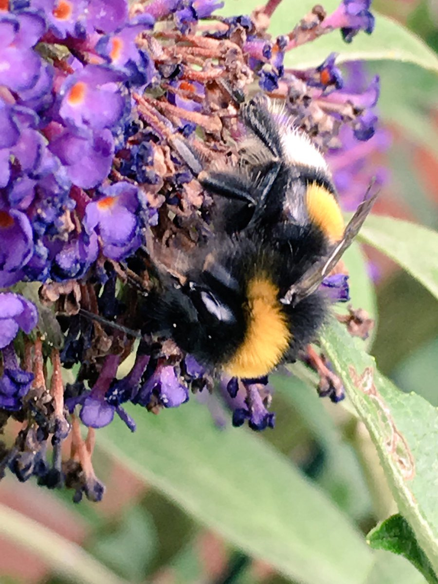 Quite busy today and LOADS in my lavender as well. #Buff-tailedBumblebee #Erdhummel #BombusTerrestris