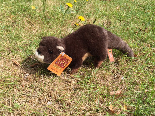 RedBalloonRdg's tweet photo. Did you guess the name of an otter at @reading_buses Open Day yesterday? Stay tuned, their names will be posted soon! #rdguk #Otters https://t.co/Av3iFe1F0B