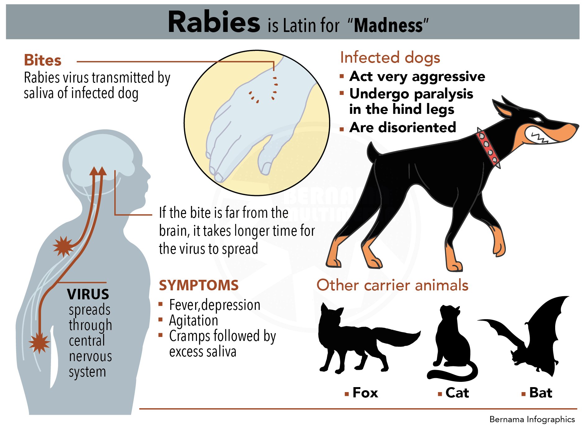 Bernama On Twitter Infografik Penyakit Rabies Atau Anjing Gila Https T Co Zk1do5dyyb Twitter