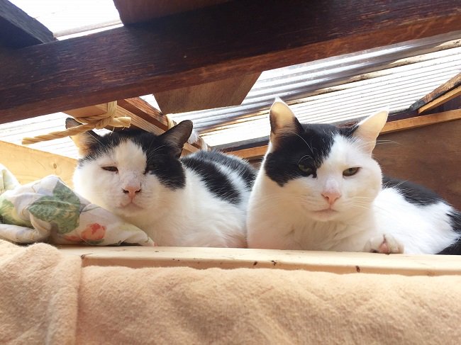 Breath على تويتر 猫に厳禁食物 ネギ類 カカオ類 人間用医薬品等 お菓子ケーキ等 キシリトール 犬激注意 レーズン 葡萄 マカデミアナッツ 大蒜 アワビサザエイカタコ貝類蟹エビ甲殻類 スルメ ミネ水 生豚肉 青身魚 レバー ナッツ類 Https T Co