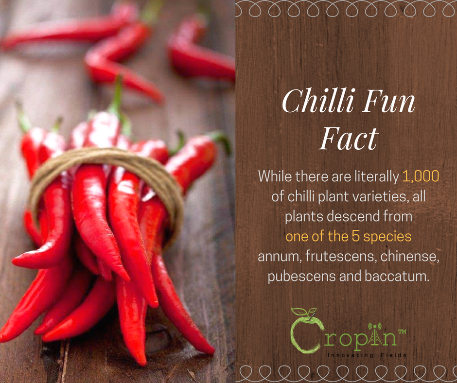 CropInTech's tweet image. Manage your #Chillifarm through #SmartFarm. Visit connect.cropin.co.in/cropin/  #CropIn #Agtech #chillifarming #MasalaMantra @Spices_Board