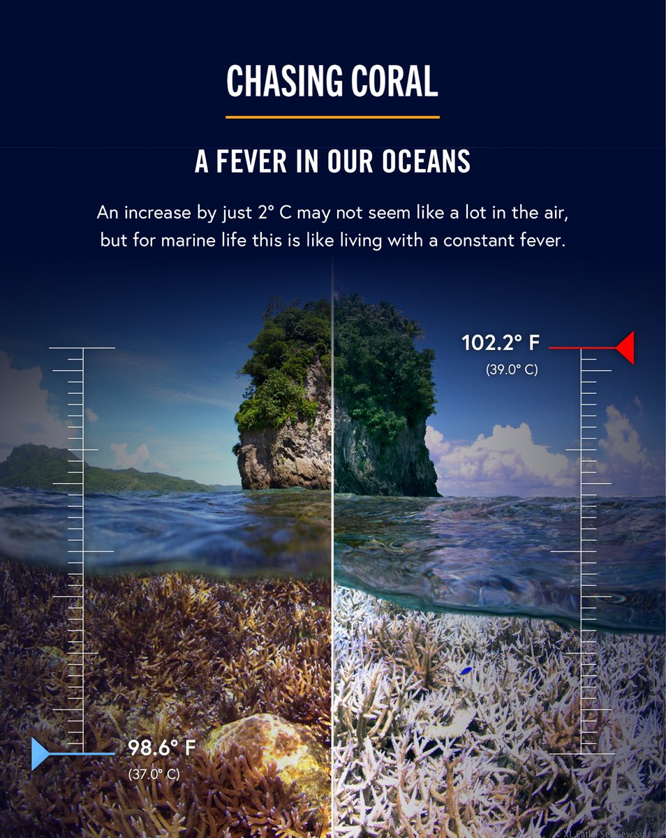 An increase of just 2 degrees C for marine life is like living with a constant fever. Take action at chasingcoral.com #ChasingCoral