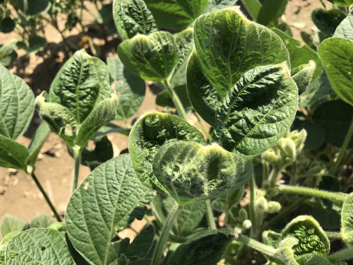 Dicamba damaged soybeans #dicamba #soybeans #agriculture