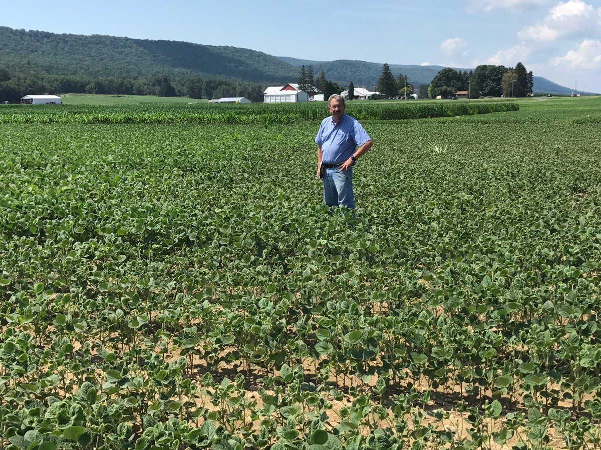 jbaniszewski10's tweet photo. Dicamba damaged soybeans #dicamba #soybeans #agriculture https://t.co/kGOnenBUxM