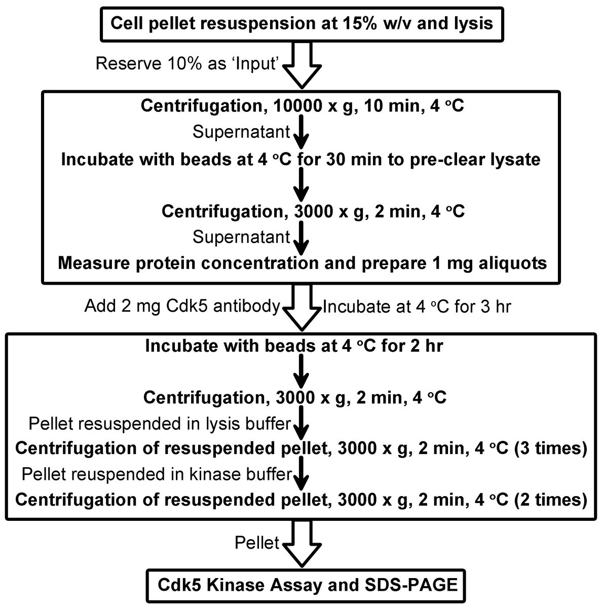 Bio Protocol Active Cdk5 Immunoprecipitation And Kinase Assay T Co Q9ofjjhqsv This Assay Is Amenable To Other Cell Lineages Or Tissues T Co F0zcm9iqxy