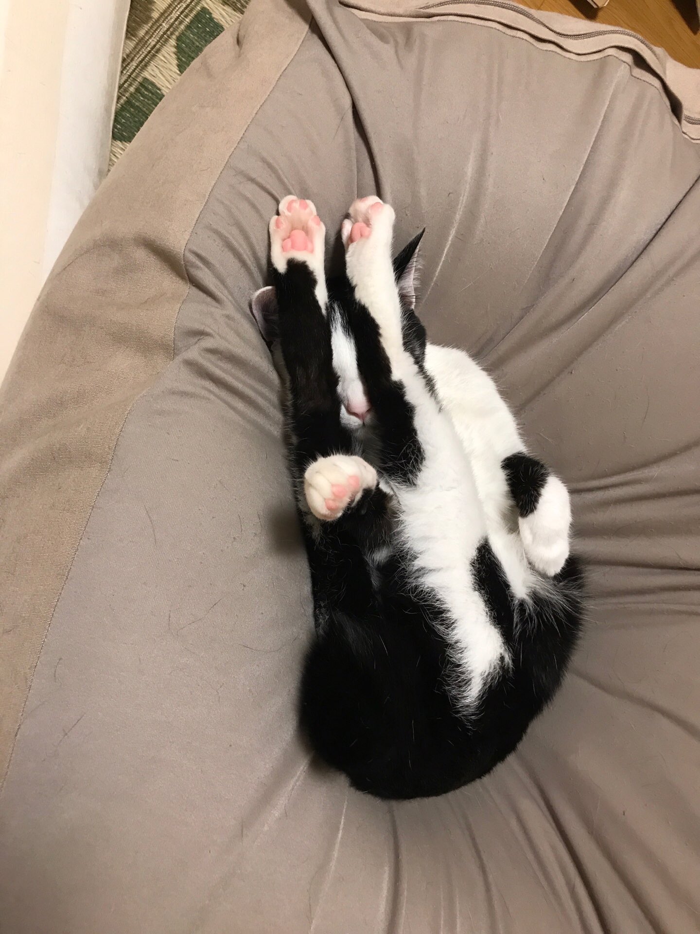 マリコ どうしてこうなった 猫 ねこ 寝相 マリコ どうしてこうなった 猫 ねこ 寝相