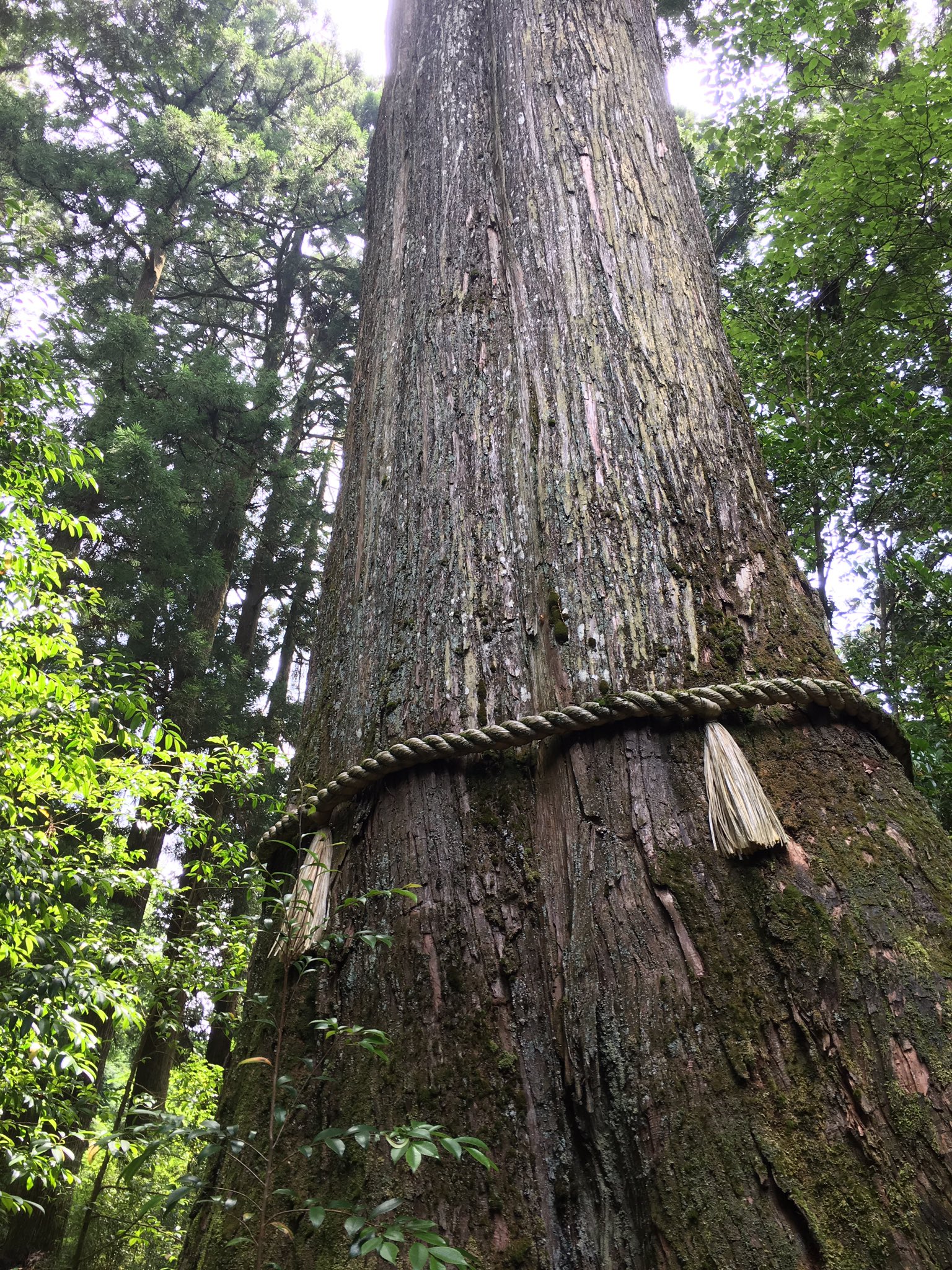 りさこ 今周期私は妊娠する 箱根神社の安産杉を拝みにいきました 皆さんの願い 子宝安産が叶いますように T Co Xi2t5uiwvh Twitter