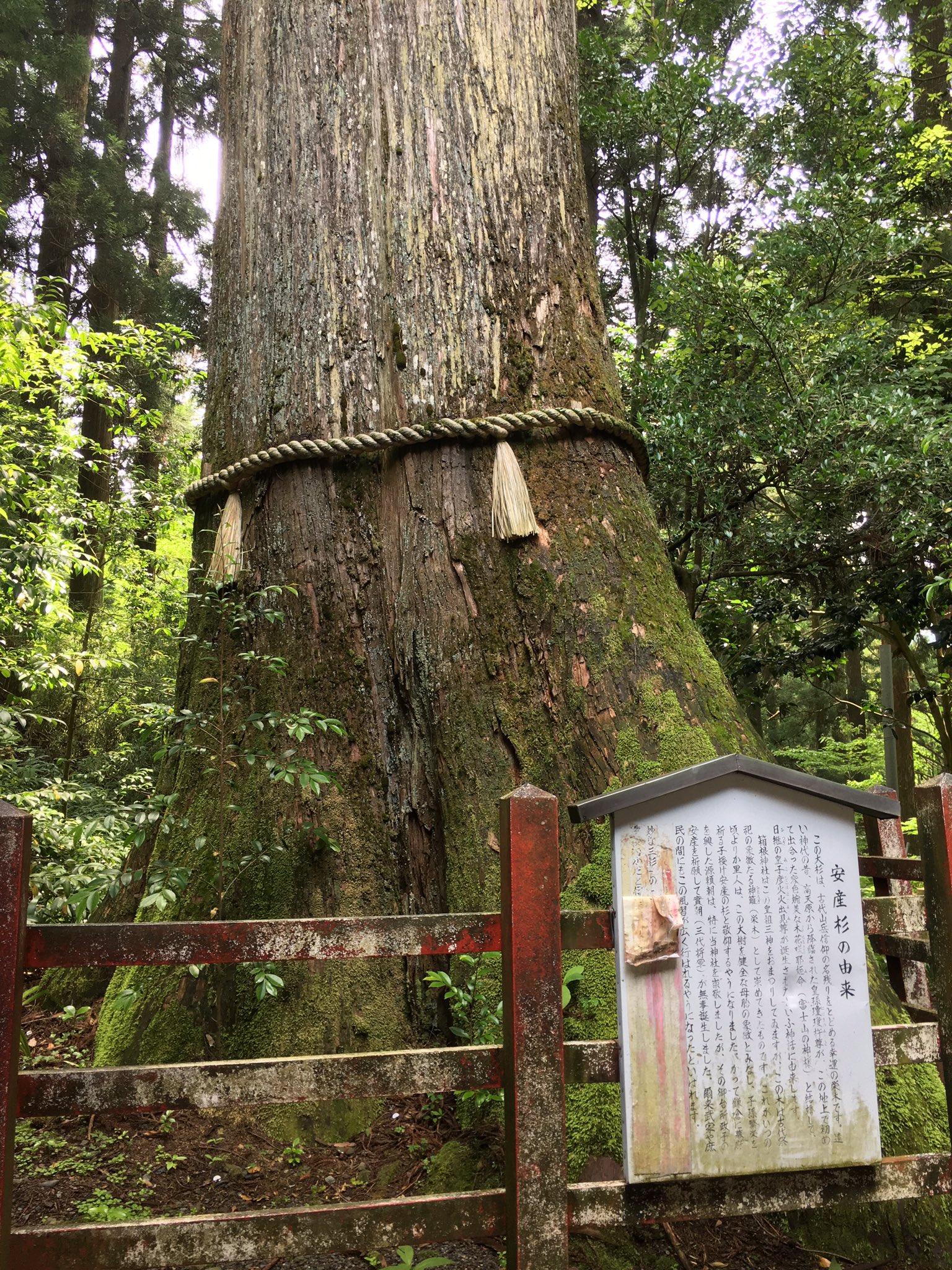 りさこ 今周期私は妊娠する 箱根神社の安産杉を拝みにいきました 皆さんの願い 子宝安産が叶いますように T Co Xi2t5uiwvh Twitter