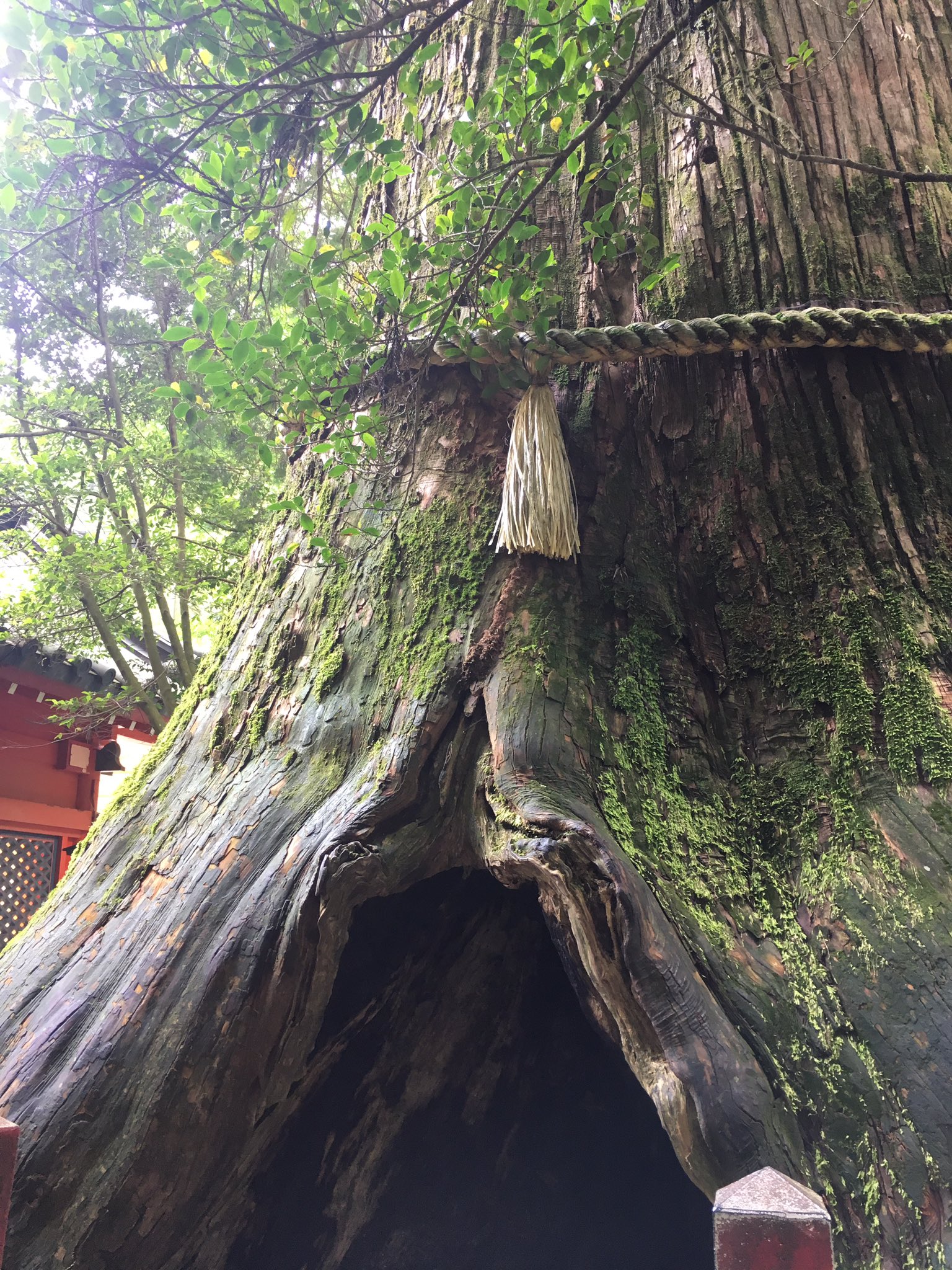 りさこ 今周期私は妊娠する 箱根神社の安産杉を拝みにいきました 皆さんの願い 子宝安産が叶いますように T Co Xi2t5uiwvh Twitter