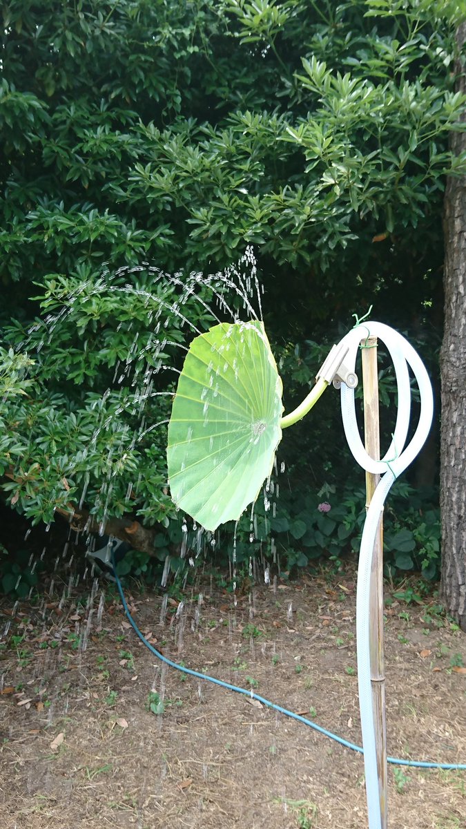 山頭火 Hidazou San 水中にあるレンコンに空気を送るため 葉から茎から根まで空気穴が続いているそうです 山頭火 Hidazou San 水中にあるレンコンに空気を送るため 葉から茎から根まで空気穴が続いているそうです
