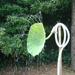 こういう使い方があるのか!蓮の葉がシャワーノズルとして使えるw