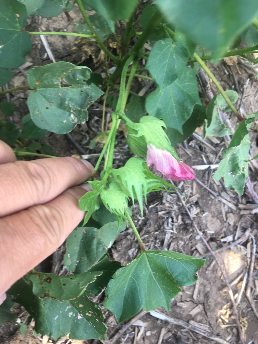 QShieldknight's tweet photo. We 👀you DP1612 and Agroliquid fertilizer. Hansford County Texas. South of Spearman. @DELTAPINE @AgroLiquidAgron https://t.co/GpzpeBSCC7