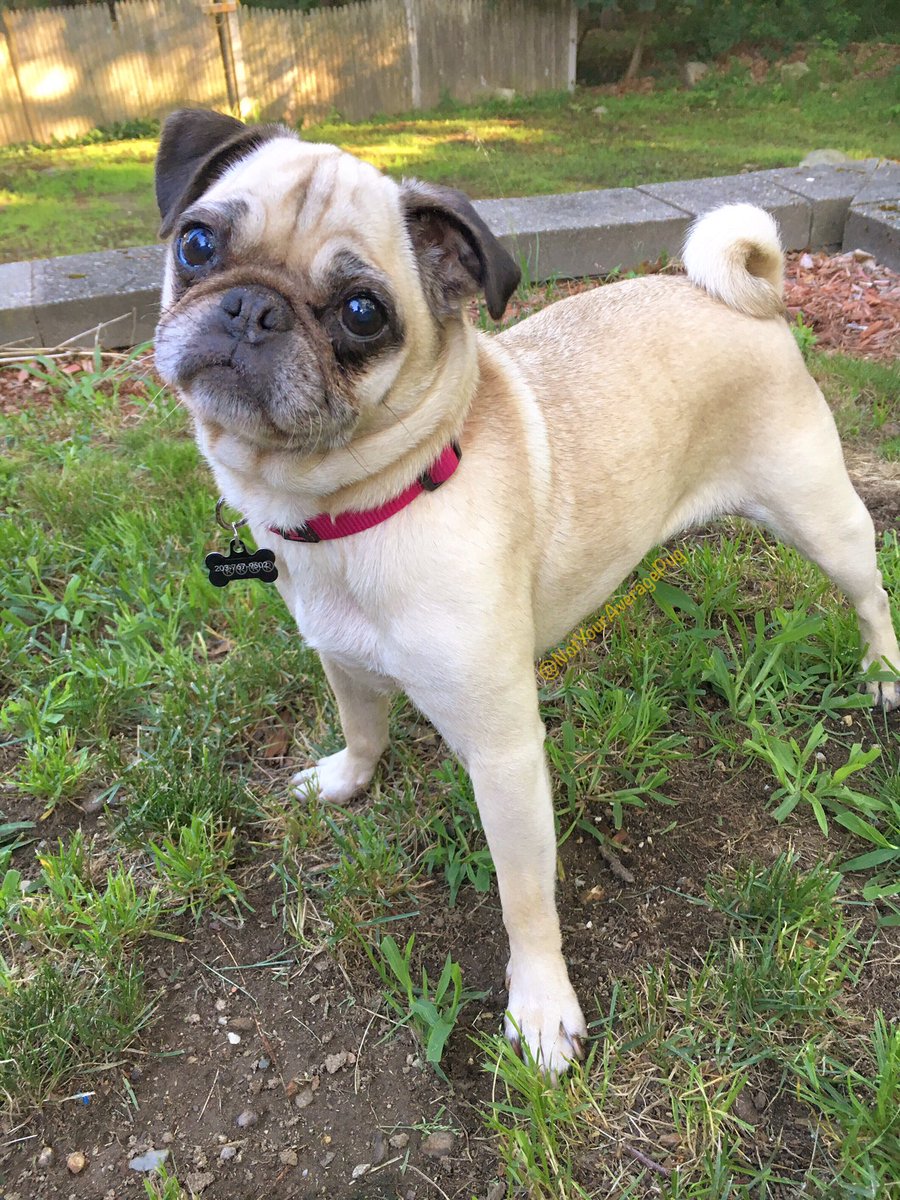 NotYourAvgPug's tweet photo. I am officially on vacation! Happy Summer everypuggy!

 #whattodo #pugcation https://t.co/eaAmZPpXPS