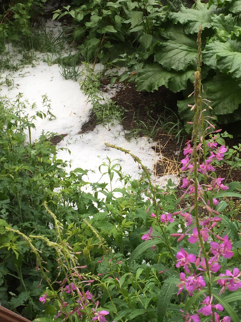 Hail and fireweed