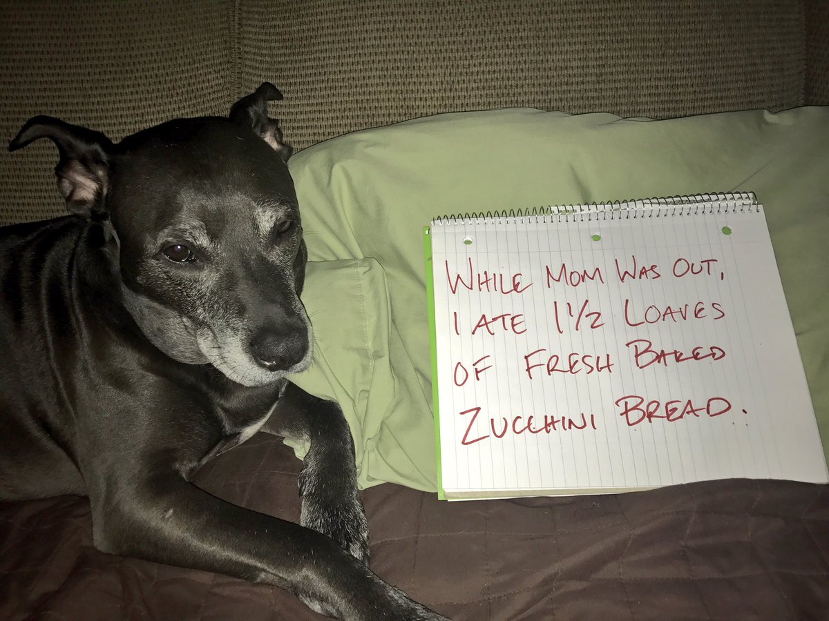 solamentenic's tweet image. #guiltydog #badStoney #dog