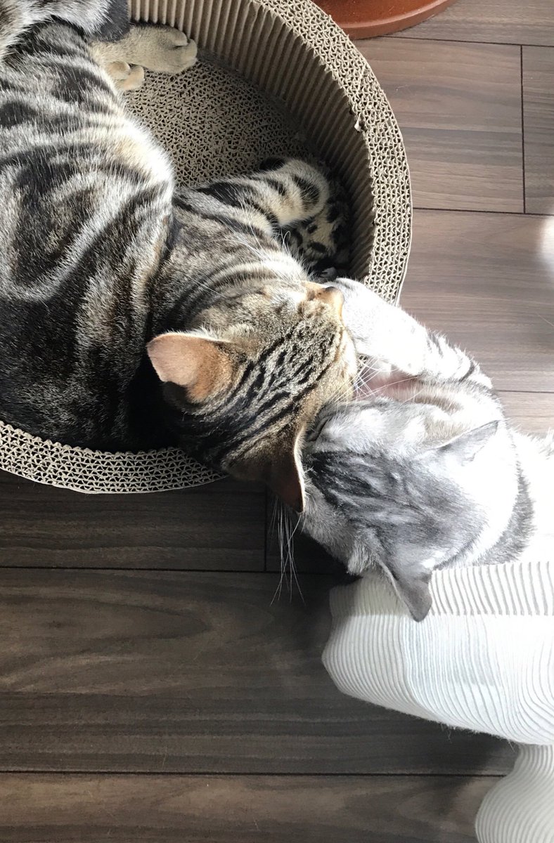 ねこべや Com ねぇねぇ もん太くん あのね 耳打ち 内緒話 猫 ねこ ネコ 猫好きさんと繋がりたい まる太 もん太 Cat Cats Catsoftwitter