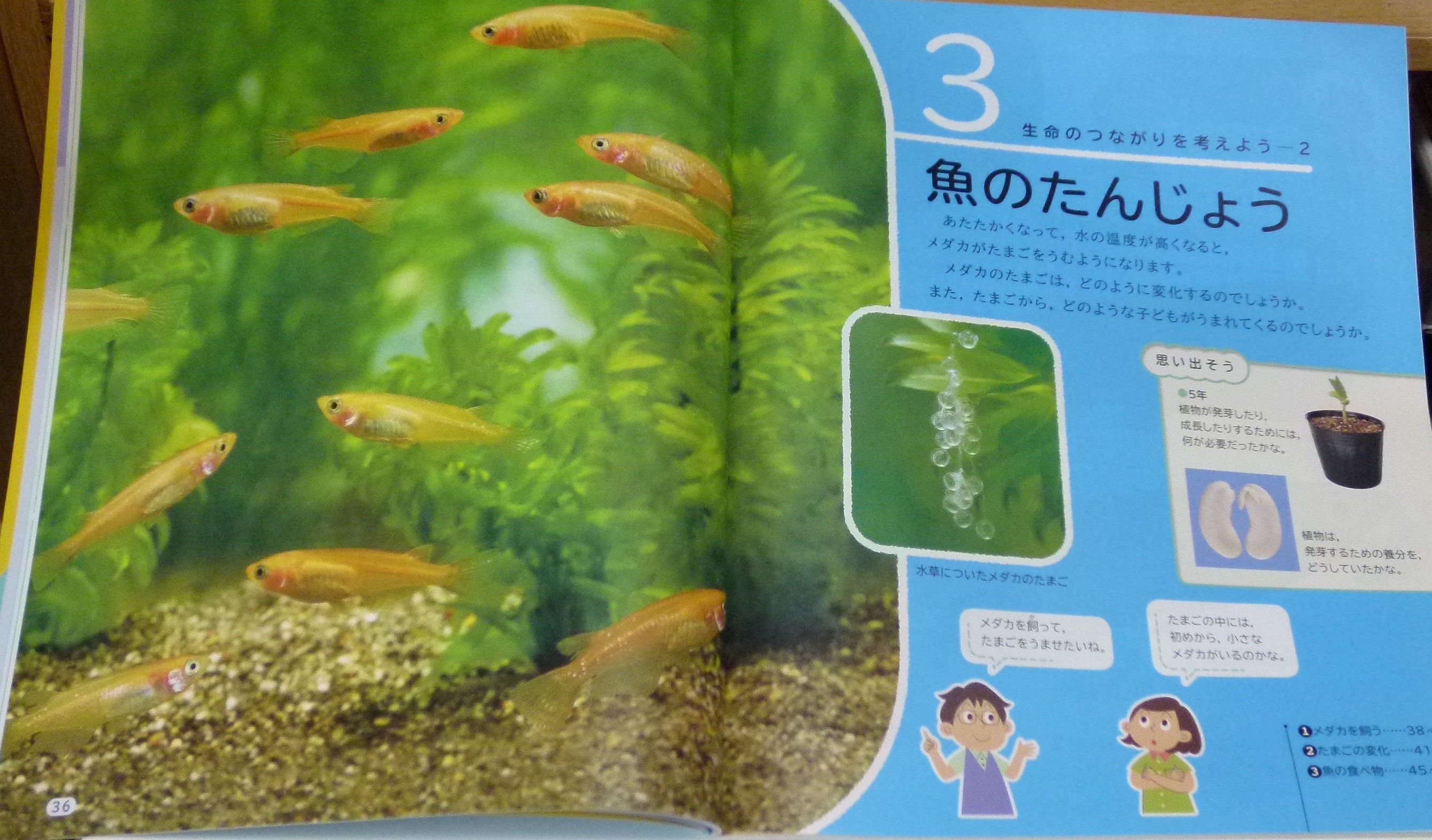Hashimoto Yoshiki 香川県で使われている 小学校5年生理科の教科書 魚の誕生 の単元 この書き方では 改良品種で観賞用のヒメダカがメダカと認識されてしまうではないの T Co 8eekbgm548 ヒメダカ ミナミメダカ 観賞魚 改良品種 T