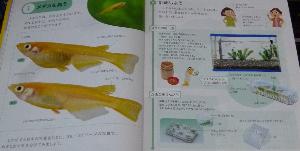 Hashimoto Yoshiki No Twitter 香川県で使われている 小学校5年生理科 の教科書 魚の誕生 の単元 この書き方では 改良品種で観賞用のヒメダカがメダカと認識されてしまうではないの T Co 8eekbgm548 ヒメダカ ミナミメダカ 観賞魚 改良品種 T