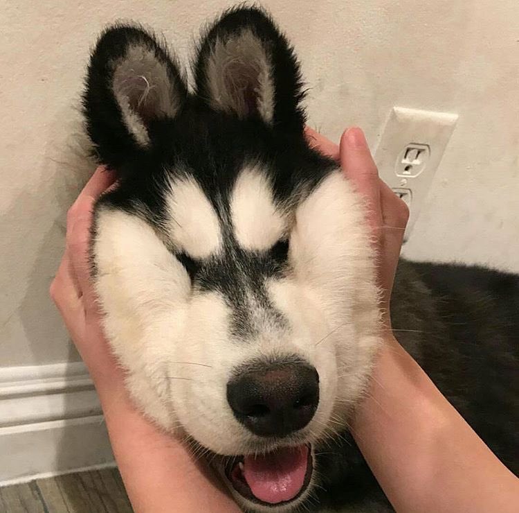 squishable husky