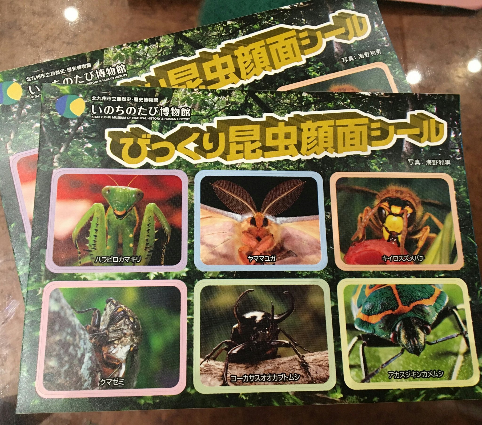 ファンファン福岡 びっくり昆虫顔面シール もらえました いのちのたび博物館 北九州 大昆虫博 ファンファン福岡のクーポンでシールもらえる T Co D4gcicfxxf Twitter
