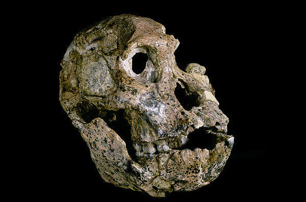 Australopithecus africanus skull - STS-71 (partial cranium) &amp; STS-36 (mandible) 2.5 million years old #Sterkfontein fineartamerica.com/featured/1-aus…