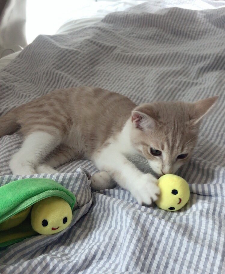 살구와 완두콩 친구들