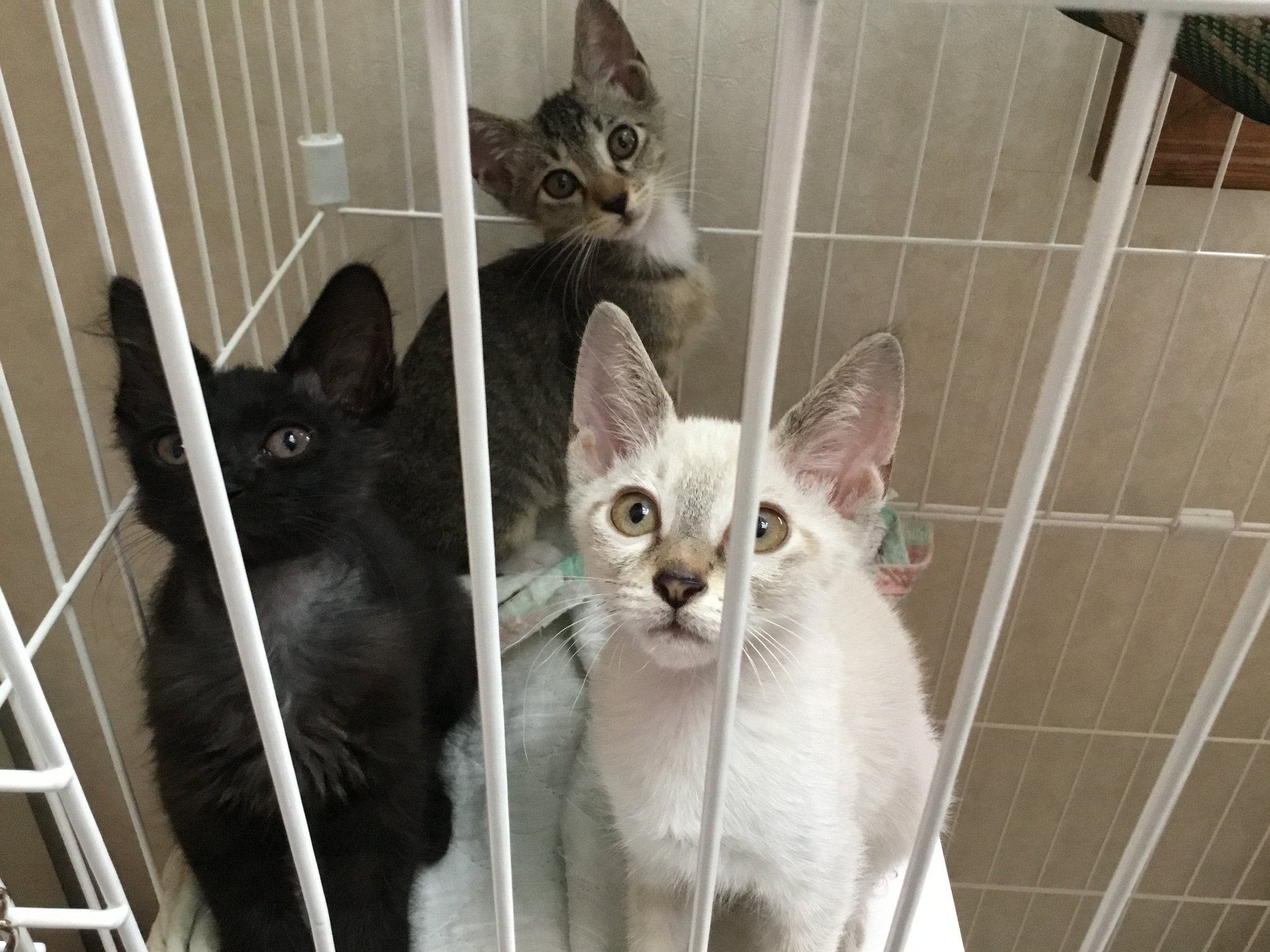 クロノア 日常組 一週間が経ってすくすく成長しています 名前が決まりまして 黒猫 が ノアール フランス語で黒 二代目ノア ちゃん 白猫 が ラテ 耳としっぽが茶色でカフェラテっぽいから くん トラ が アル フランス語で銀色の クロノア 日常組 一週間が経ってすくすく成長しています 名前が決まりまして 黒猫 が ノアール フランス語で黒 二代目ノア ちゃん 白猫 が ラテ 耳としっぽが茶色でカフェラテっぽいから くん トラ が アル フランス語で銀色の