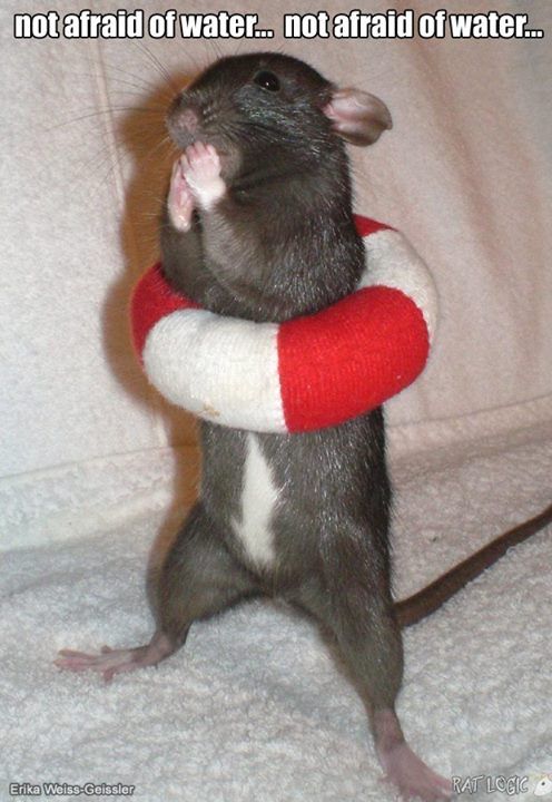 Definitely not!! #rats #petrats #cuterats #ratmemes #petmemes