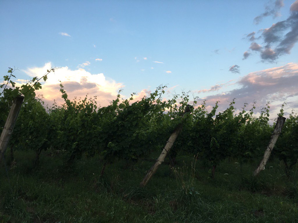 Sunrise over the #merlot - sunshine into #wine #nywine #drinkASV