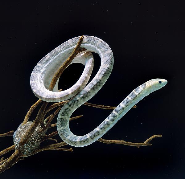 Strange_Animals's tweet photo. The elegant sea snake (Hydrophis elegans) can be found off the coast of Australia. #WorldSnakeDay https://t.co/PWG21t1H7T