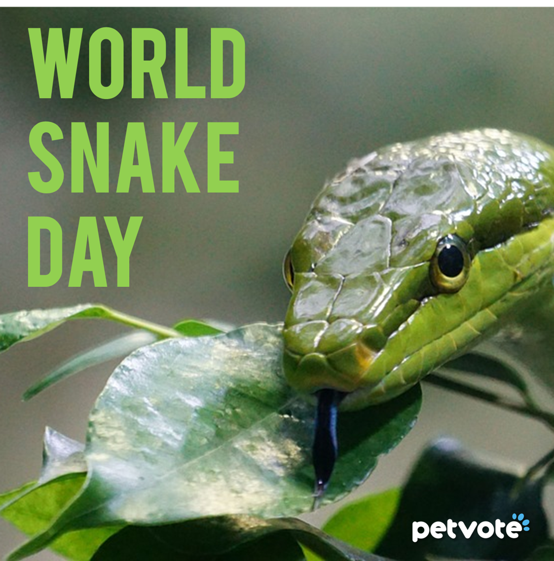 _PetVote's tweet photo. It's world snake day! 🐍 https://t.co/6JNtWJEcxX https://t.co/rxPGi4wctw