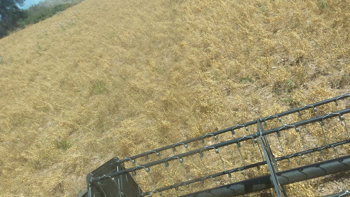 FruitsdelSeca's tweet photo. Segant els pocs #cigronets de l'Alta Anoia que ens ha deixat el porc senglar! #lanyvinentmes #harvest17 #eco #llegum https://t.co/Yqyst3fBjz