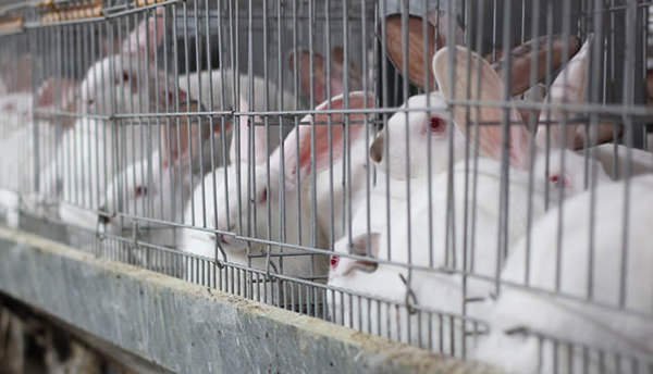 IdogsOnline's tweet photo. End the cage life of rabbits. They too have the freedom of living independently. Love them, care for them.
Image source : @ciwfsource https://t.co/r95mOLSXXc