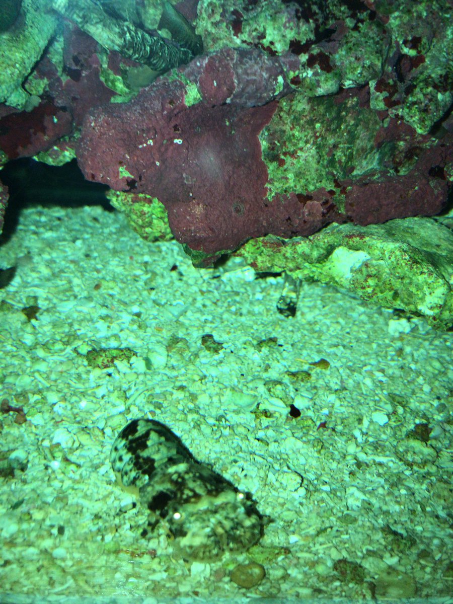 miniaqua tweet media