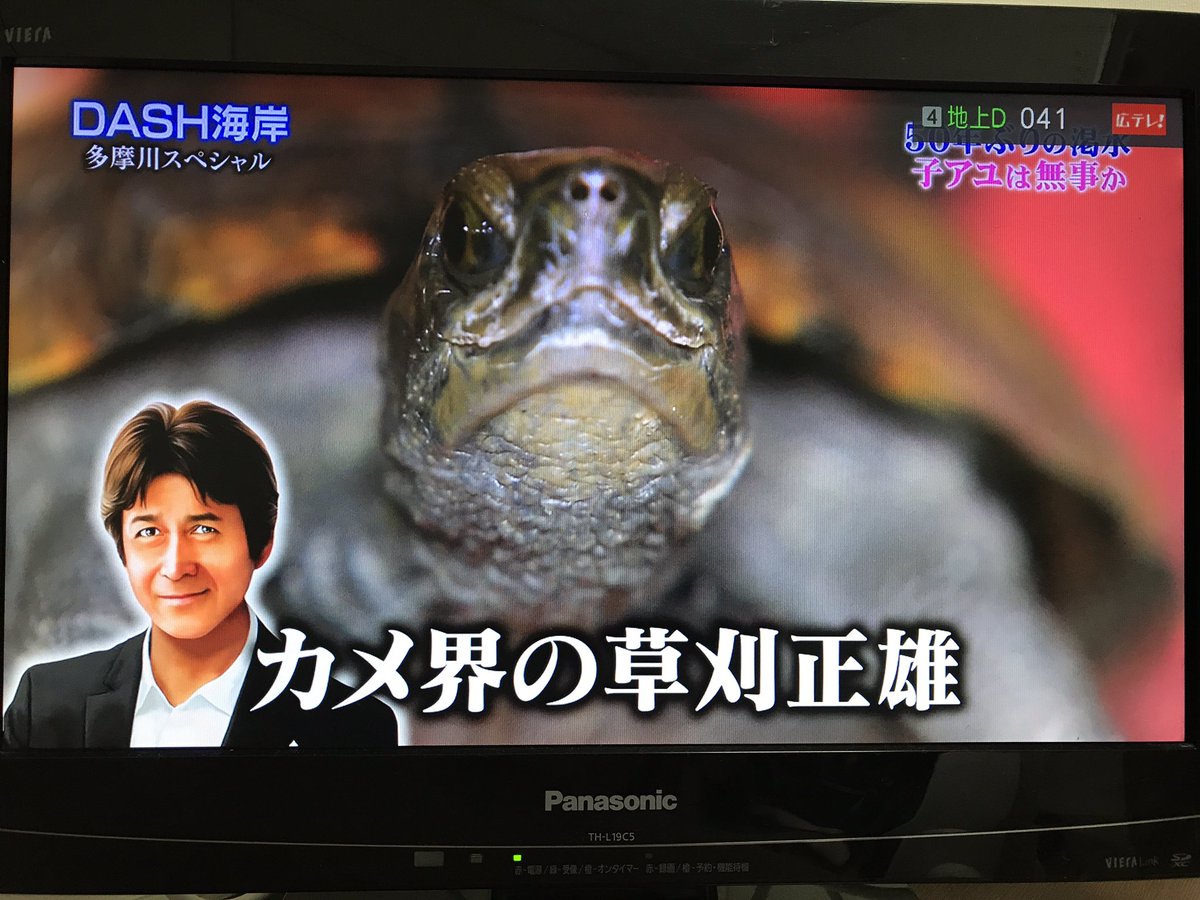 しゆう Twitter પર カメ界の草刈さんを見つけるtokio イシガメなんて今ままで見たことないのに簡単に見つけるtokio 生き物番組とかで巨大生物を捕獲せよとかあるけどこれにtokioが参戦すれば目的の生物以外に貴重な生物も取れるのでは と毎回思うんだ 鉄腕dash