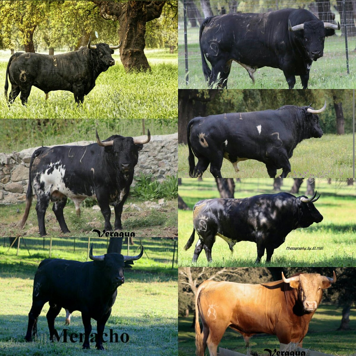 Toros de <a href="/GDoloresAguirre/">Gan. Dolores Aguirre</a> reseñados para la corrida del día 3 de septiembre en El Alamo
📷: <a href="/EncastesBravos/">Encastes Bravos</a> <a href="/objetivoeltoro/">Menacho</a> <a href="/23Moli/">El Mòli</a> (Gracias)