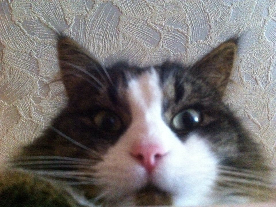 Screwyshark's tweet photo. Как взбесить кота https://t.co/oEyZ3st1Qx