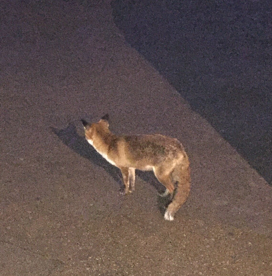 TecumsehGDawg's tweet photo. South Bank #londonfoxfortnight #foxweek https://t.co/UnLvYf9f2v