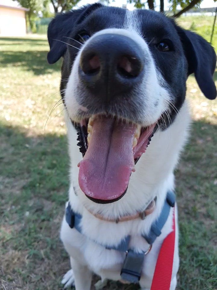 OneDylan1's tweet image. Amo fare la volontaria, quando sto con loro i problemi spariscono e penso solo a loro ❤