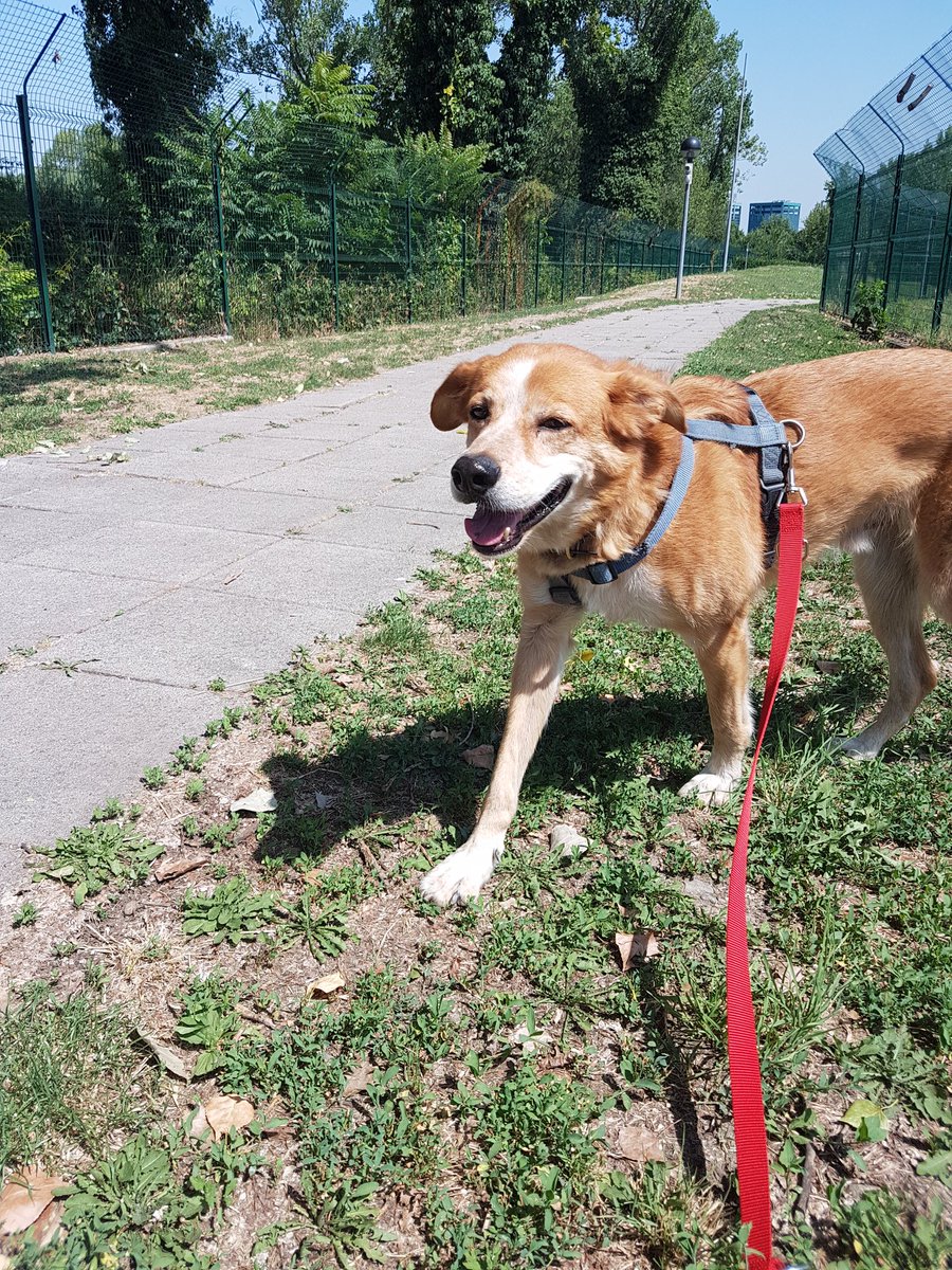 OneDylan1's tweet image. Amo fare la volontaria, quando sto con loro i problemi spariscono e penso solo a loro ❤