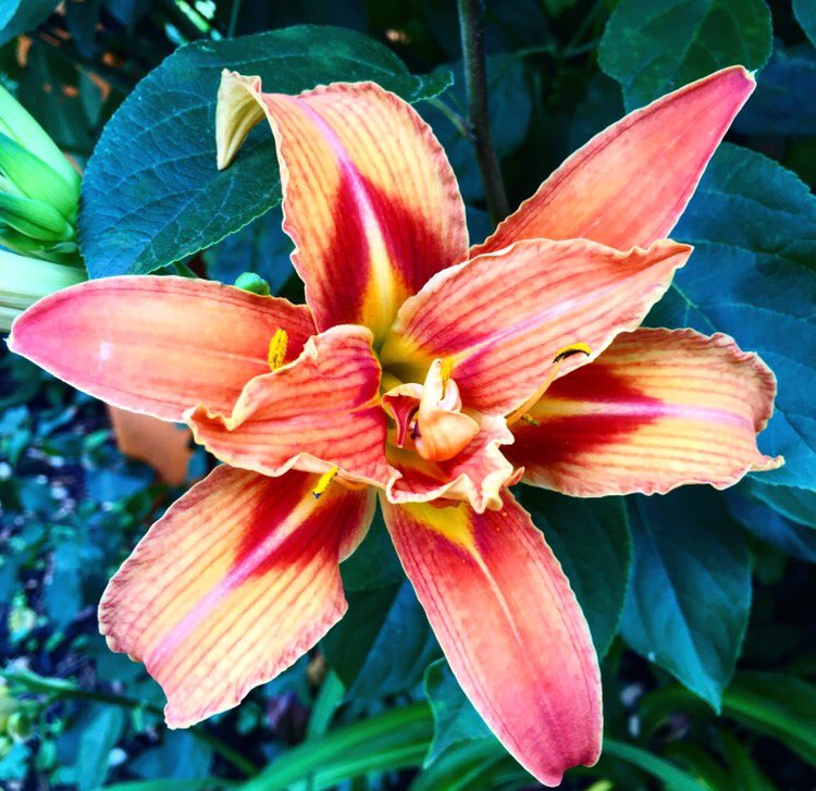 Beautiful flora on a stunning Sunday morning #Floral #flower #botanic #garden