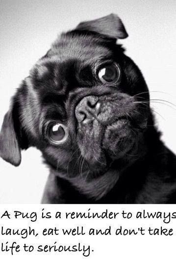 ReggieThePug1's tweet photo. https://t.co/j3fUiIFnlj