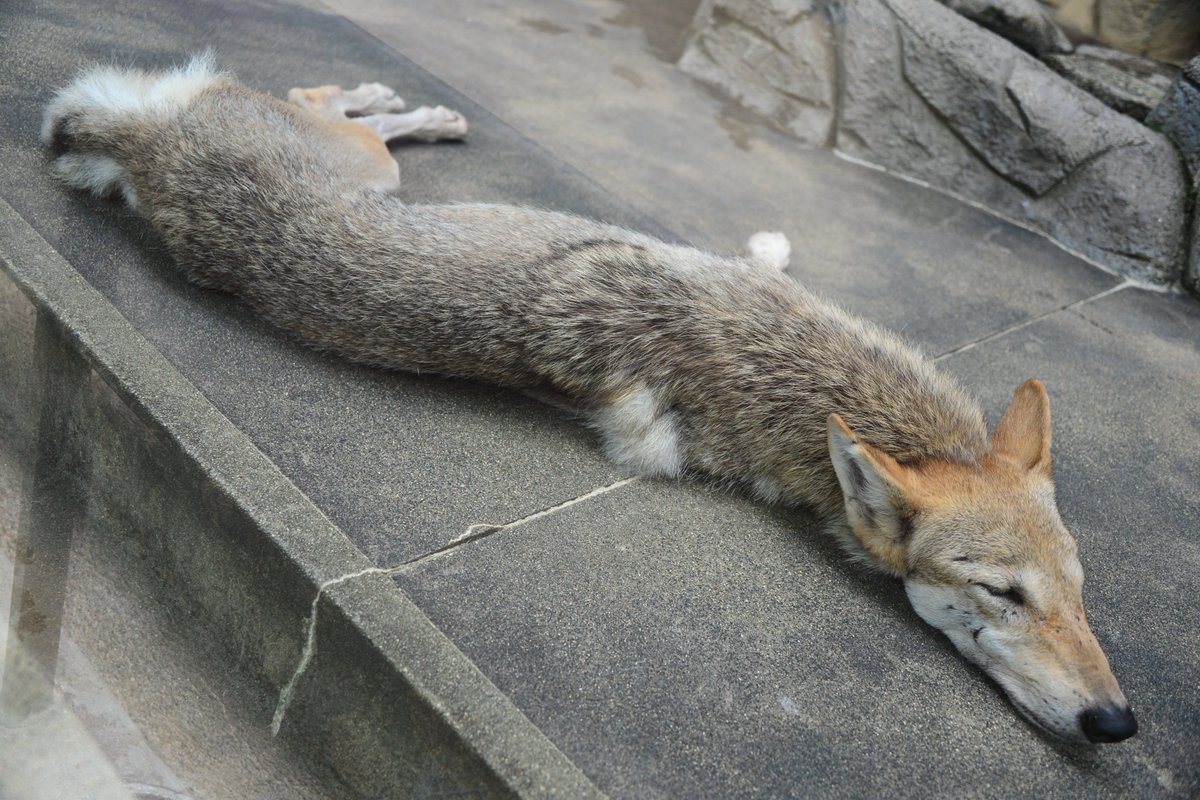 新世界の狼 Twitterissa 例のアングル 高画質ver 天王寺動物園 オオカミ