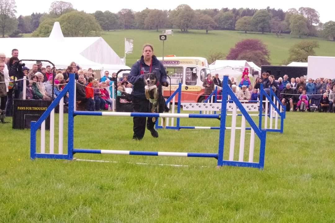 karapowell306's tweet photo. @SkinnersPetFood Doing agility x https://t.co/CYRvHyfzQo