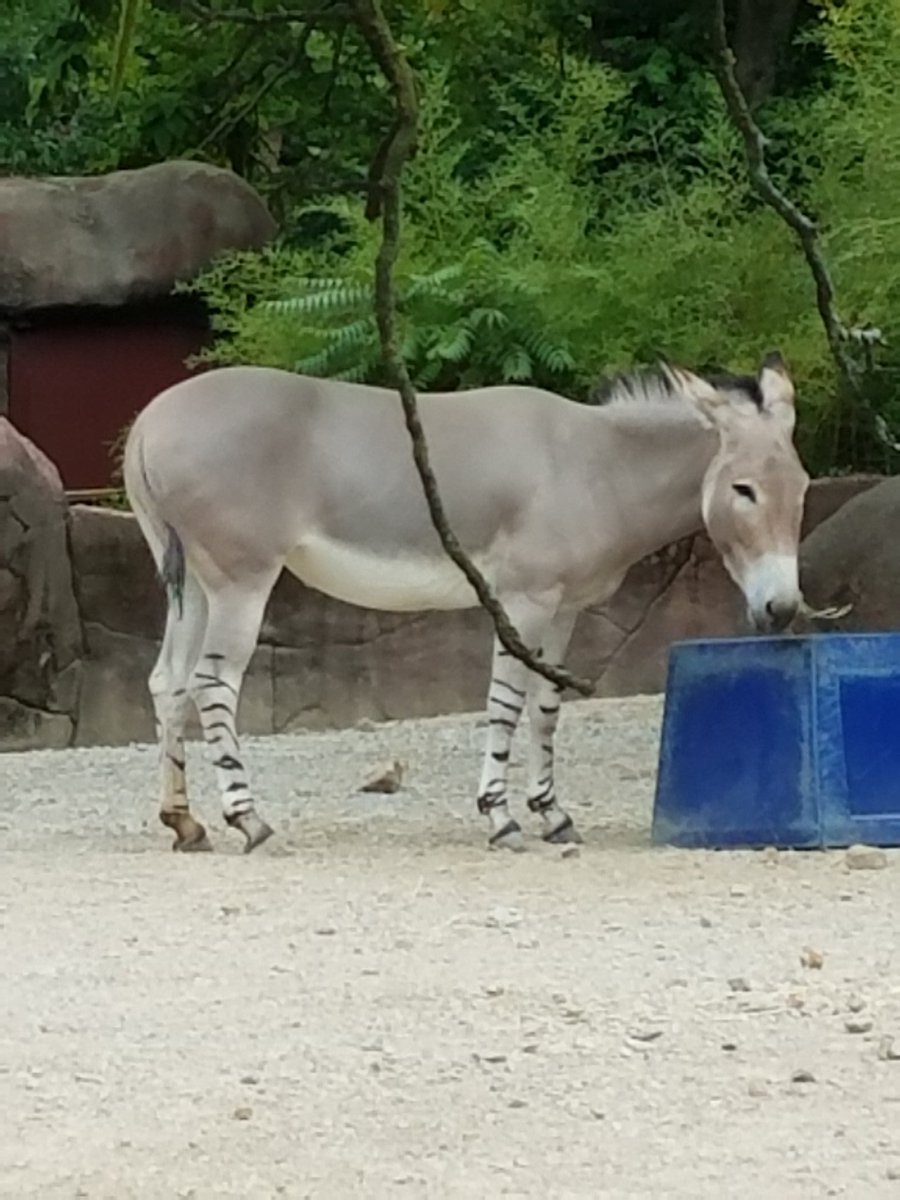 riokuangel's tweet image. #DatAss #BackDatAssUp