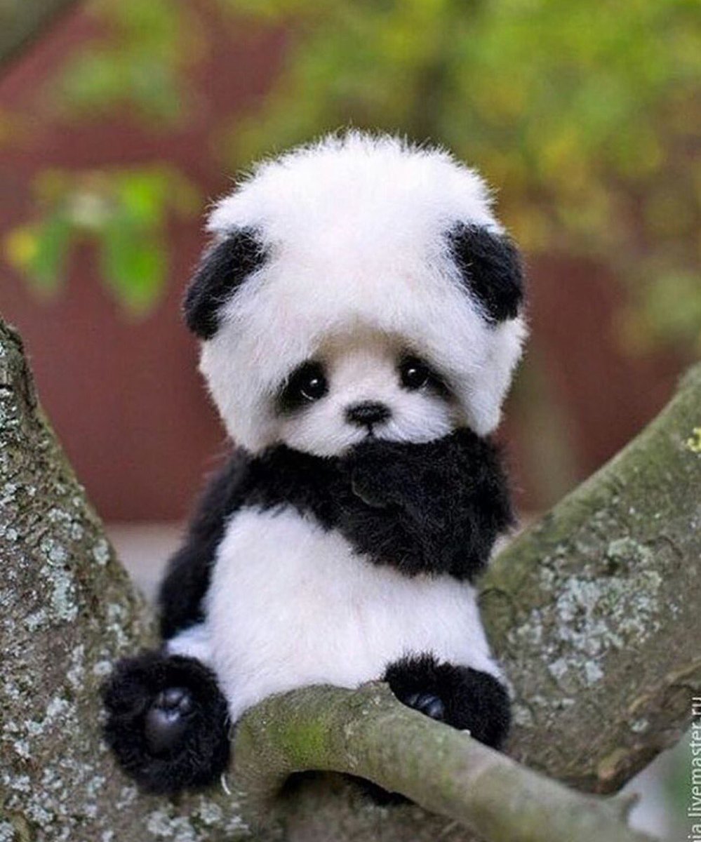 NatureOnPoint's tweet image. 